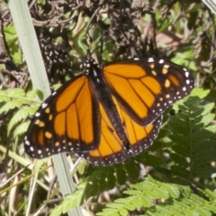 Danaus plexippus (Monarch) at Undefined - 23 Apr 2018 by jb2602