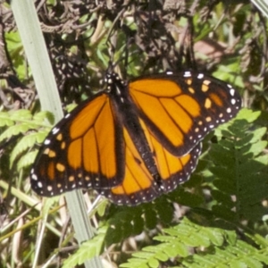 Danaus plexippus at undefined - 23 Apr 2018