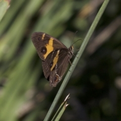 Tisiphone abeona (Varied Sword-grass Brown) at Undefined - 24 Apr 2018 by jb2602