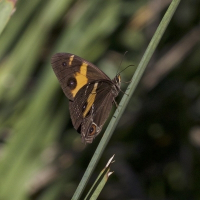 Tisiphone abeona (Varied Sword-grass Brown) at Undefined - 24 Apr 2018 by jb2602