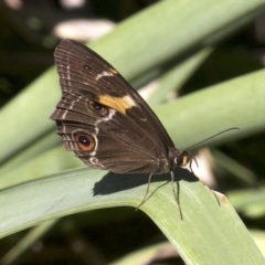 Tisiphone abeona at undefined - 24 Apr 2018 12:56 PM