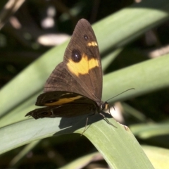 Tisiphone abeona at undefined - 24 Apr 2018 12:56 PM