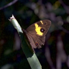 Tisiphone abeona at undefined - 24 Apr 2018 12:56 PM