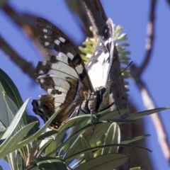 Charaxes sempronius (Tailed Emperor) at Undefined - 24 Apr 2018 by jb2602