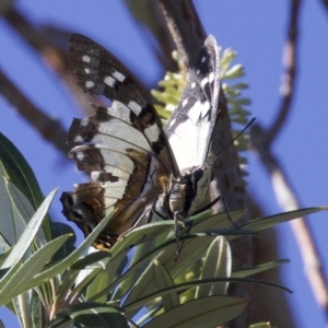 Charaxes sempronius at undefined - 24 Apr 2018