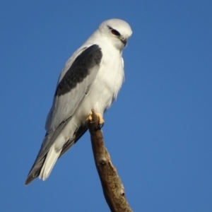 Elanus axillaris at Fyshwick, ACT - 8 May 2018