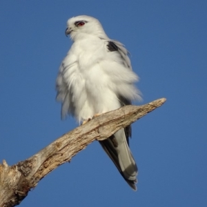 Elanus axillaris at Fyshwick, ACT - 8 May 2018