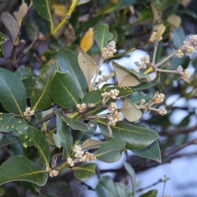 Avicennia marina subsp. australasica (Grey Mangrove) at Broulee Island Nature Reserve - 9 May 2015 by HarveyPerkins