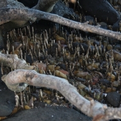 Avicennia marina subsp. australasica at Batemans Marine Park - 9 May 2015