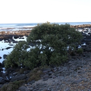 Avicennia marina subsp. australasica at Batemans Marine Park - 9 May 2015