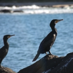 Phalacrocorax carbo (Great Cormorant) at Batemans Marine Park - 9 May 2015 by HarveyPerkins