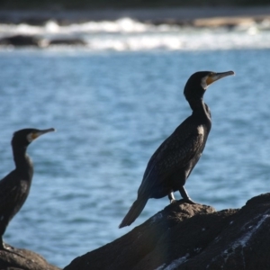 Phalacrocorax carbo at Batemans Marine Park - 9 May 2015 04:08 PM