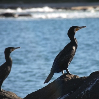Phalacrocorax carbo (Great Cormorant) at Broulee Moruya Nature Observation Area - 9 May 2015 by HarveyPerkins