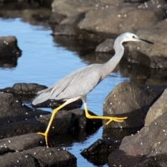 Egretta novaehollandiae (White-faced Heron) at Broulee Moruya Nature Observation Area - 9 May 2015 by HarveyPerkins