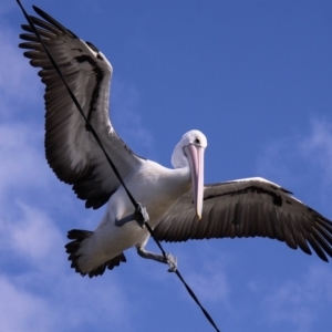 Pelecanus conspicillatus at Mossy Point, NSW - 10 May 2015