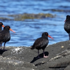 Haematopus fuliginosus (Sooty Oystercatcher) at Broulee Moruya Nature Observation Area - 4 Feb 2012 by HarveyPerkins