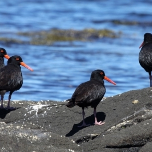 Haematopus fuliginosus at Batemans Marine Park - suppressed