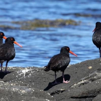 Haematopus fuliginosus (Sooty Oystercatcher) at Batemans Marine Park - 4 Feb 2012 by HarveyPerkins