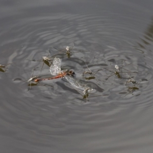 Gerridae (family) at undefined - 25 Apr 2018 02:07 PM