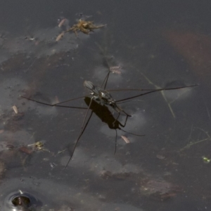 Gerridae (family) at undefined - 25 Apr 2018 02:07 PM
