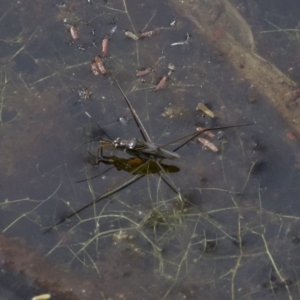 Gerridae (family) at undefined - 25 Apr 2018 02:07 PM