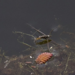 Gerridae (family) at undefined - 25 Apr 2018