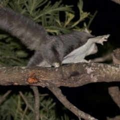 Petaurus notatus (Krefft’s Glider, formerly Sugar Glider) at Undefined - 24 Feb 2018 by jb2602