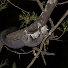 Petaurus notatus at undefined - 24 Feb 2018