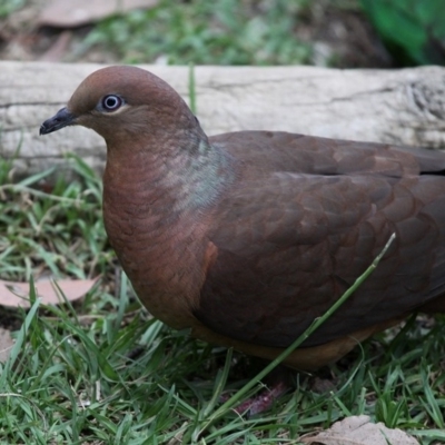 Macropygia phasianella (Brown Cuckoo-dove) at Undefined - 10 Dec 2016 by HarveyPerkins