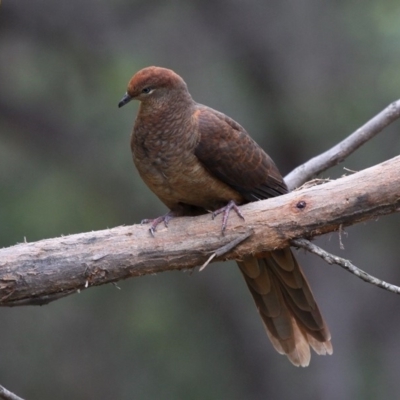 Macropygia phasianella (Brown Cuckoo-dove) at Undefined - 10 Dec 2016 by HarveyPerkins