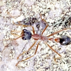 Myrmecia nigriceps (Black-headed bull ant) at Majura, ACT - 19 Apr 2018 by jbromilow50