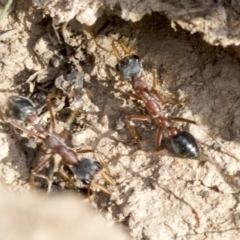 Myrmecia nigriceps at Majura, ACT - 19 Apr 2018