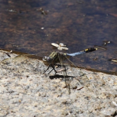 Orthetrum caledonicum (Blue Skimmer) at Undefined - 10 Dec 2016 by HarveyPerkins