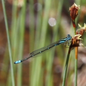 Austroagrion watsoni at undefined - 10 Dec 2016 02:22 PM