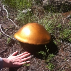 Suillus luteus (Slippery Jack) at Cooma North Ridge Reserve - 6 Dec 2017 by Katarina