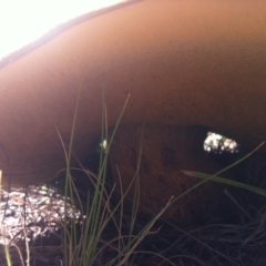 Suillus luteus at Cooma, NSW - 7 Dec 2017