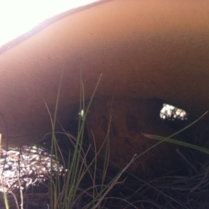 Suillus luteus at Cooma, NSW - 7 Dec 2017