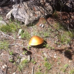 Suillus luteus at Cooma, NSW - 7 Dec 2017