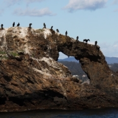 Phalacrocorax carbo (Great Cormorant) at Batemans Marine Park - 5 Dec 2012 by HarveyPerkins