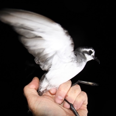 Pelagodroma marina (White-faced Storm-Petrel) at Batemans Marine Park - 3 Dec 2012 by HarveyPerkins