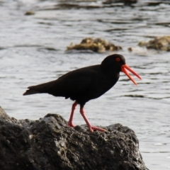 Haematopus fuliginosus (Sooty Oystercatcher) at Batemans Marine Park - 3 Dec 2012 by HarveyPerkins