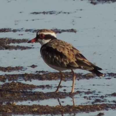 Charadrius melanops (Black-fronted Dotterel) at Point Hut to Tharwa - 9 Apr 2018 by michaelb