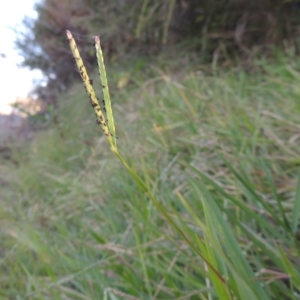 Paspalum distichum at Point Hut to Tharwa - 9 Apr 2018