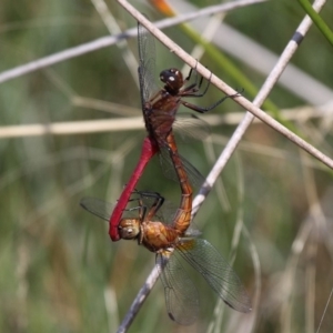 Orthetrum villosovittatum at Narooma, NSW - 8 Feb 2015 02:56 PM