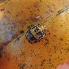 Harmonia conformis (Common Spotted Ladybird) at Paddys River, ACT - 9 Apr 2018 by MichaelBedingfield