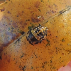 Harmonia conformis at Paddys River, ACT - 9 Apr 2018