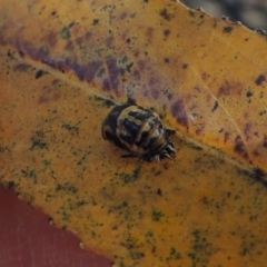 Harmonia conformis at Paddys River, ACT - 9 Apr 2018