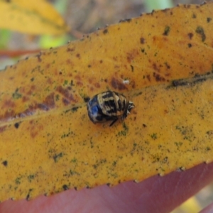 Harmonia conformis at Paddys River, ACT - 9 Apr 2018