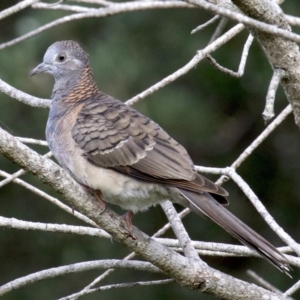 Geopelia humeralis at undefined - 24 Mar 2018