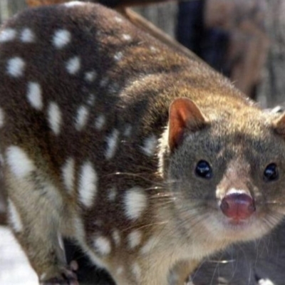 Dasyurus maculatus (Spotted-tailed Quoll) at Cotter River, ACT - 29 Apr 2018 by Jenjen